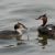 Schwerin. A family of Great Crested Grebe.